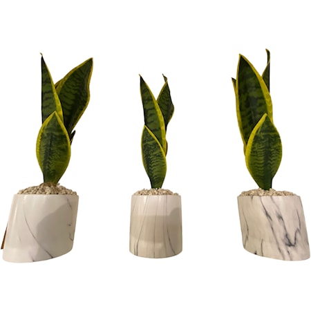 Set of 3 Sensevaria Plants