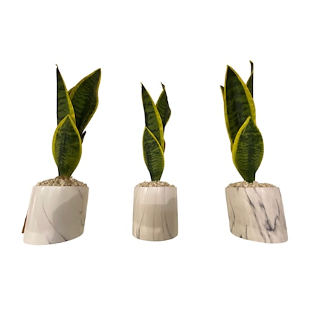 Set of 3 Sensevaria Plants