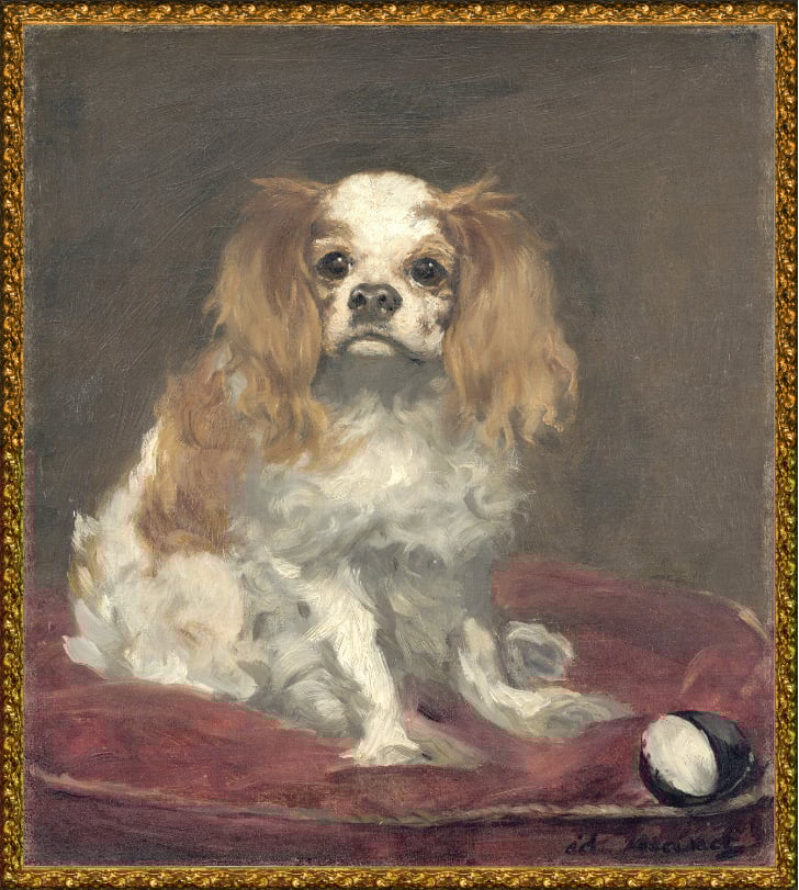A King Charles Spaniel