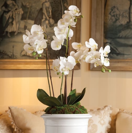 Phalaenopsis Orchid Drop In