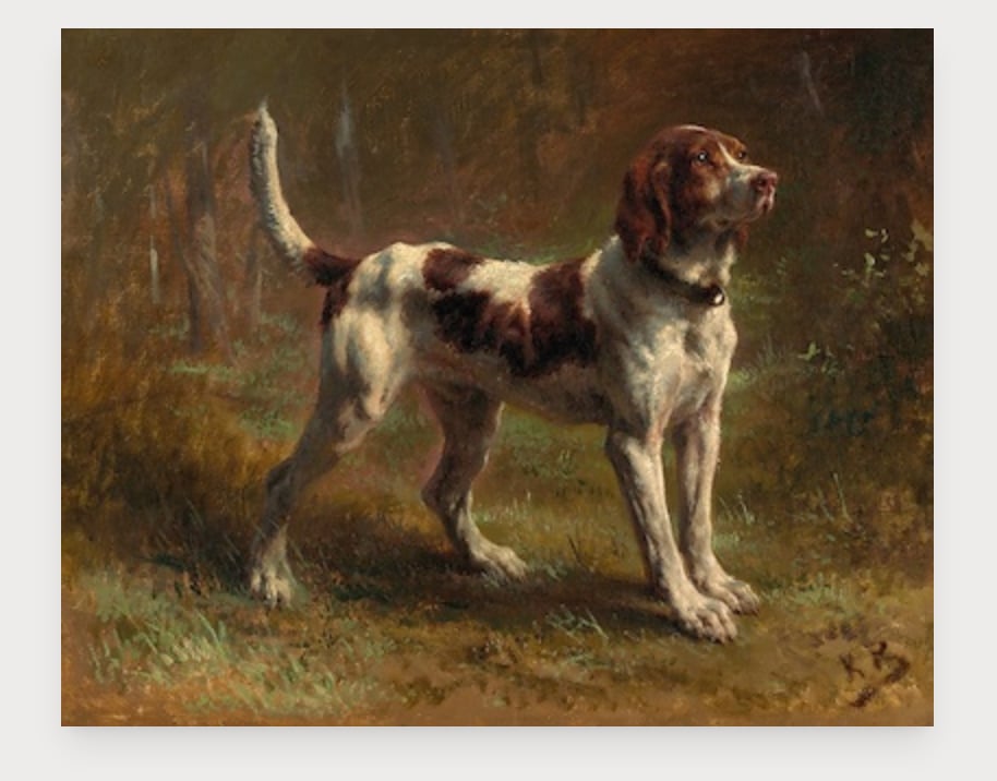 A Limier Briqet Hound