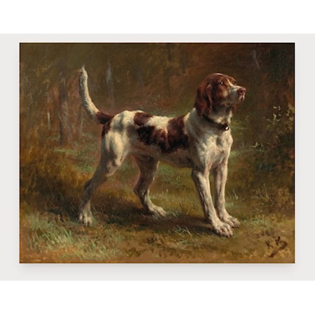 A Limier Briqet Hound