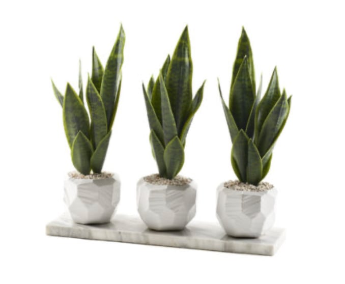 Sansevieria in White Geometric Vase