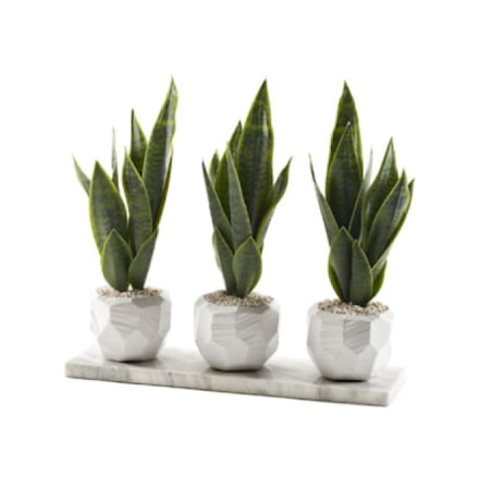 Sansevieria in White Geometric Vase