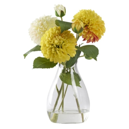 Cream and Yellow Dahlia in Glass Vase