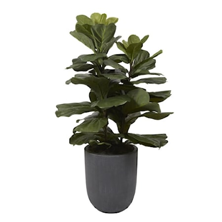 Fiddle Leaf Fig Plant in Round Grey Planter