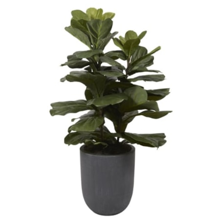 Fiddle Leaf Fig Plant in Round Grey Planter