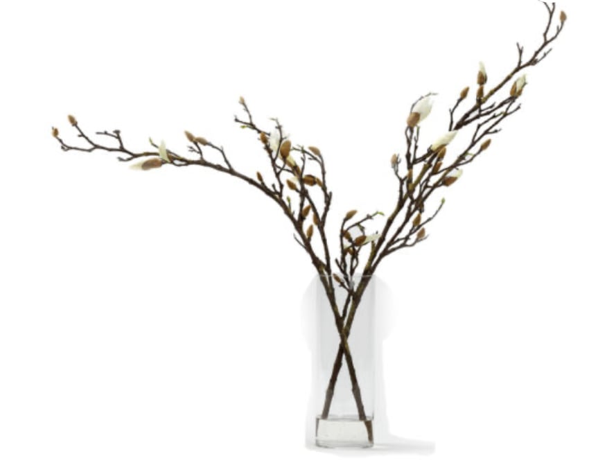 Magnolia Stems in Glass Cylinder