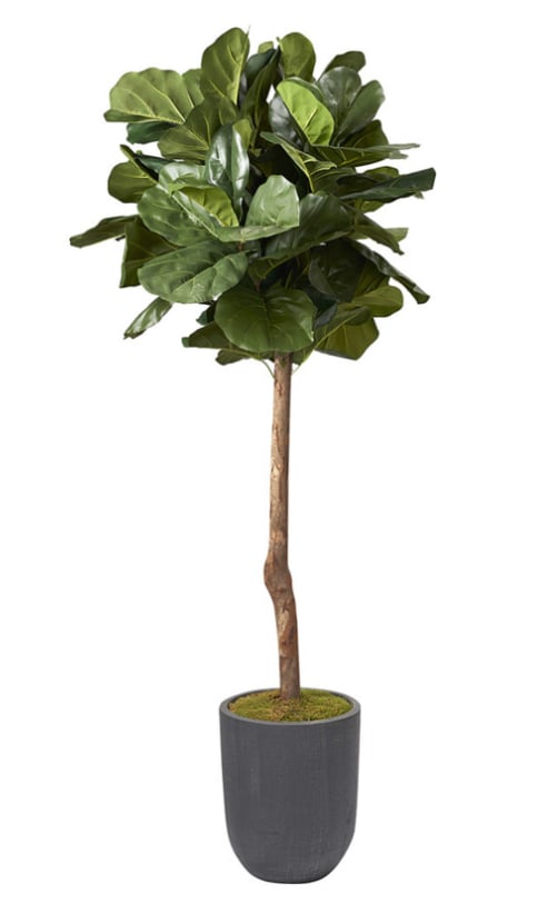 6' Brazilian Fig Tree