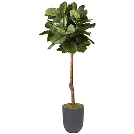 6' Brazilian Fig Tree