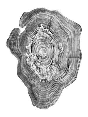 Natures Fingerprints I