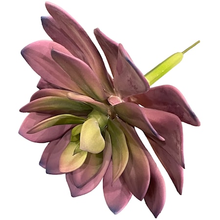 9.5 Pink/Purple Succulent