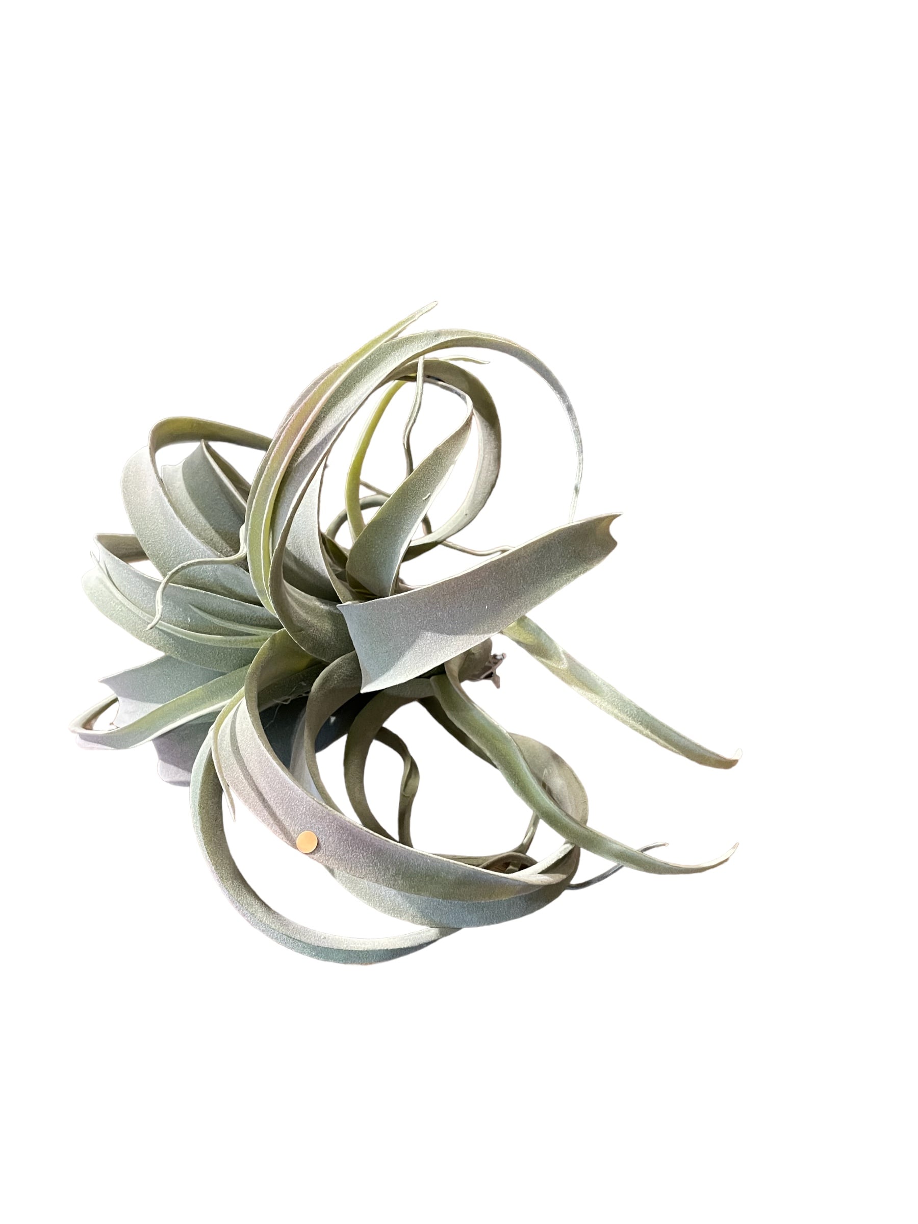 Grey/Green Tillandsia