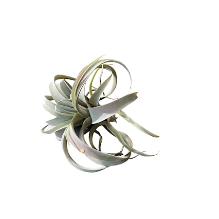 Grey/Green Tillandsia