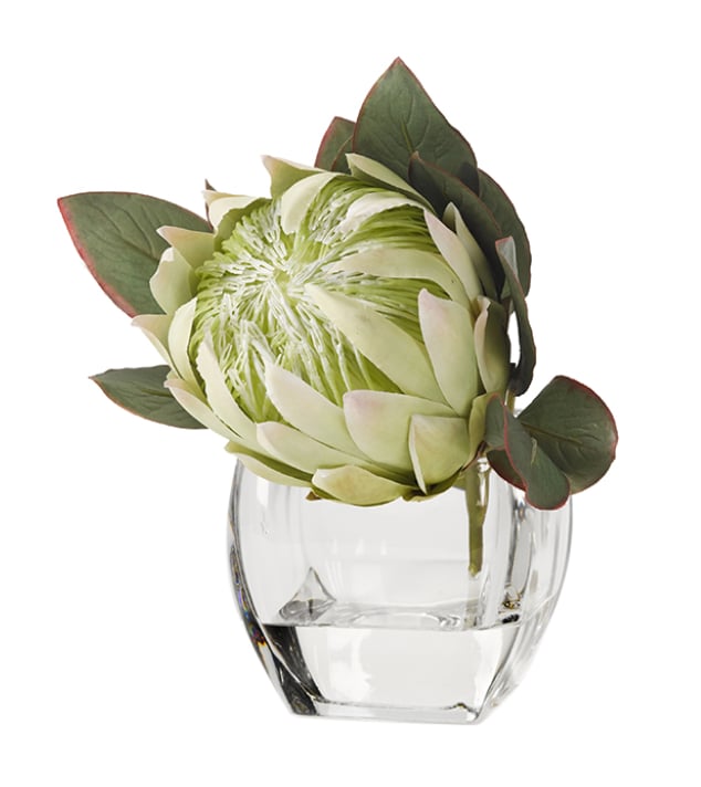 White Green Protea in Glass Cube