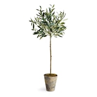 30" Potted Olive Tree
