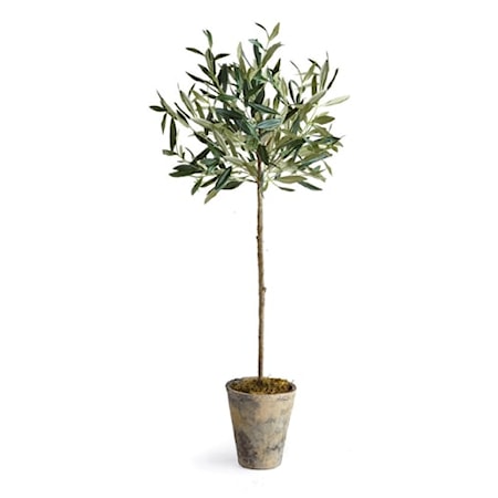 30" Potted Olive Tree