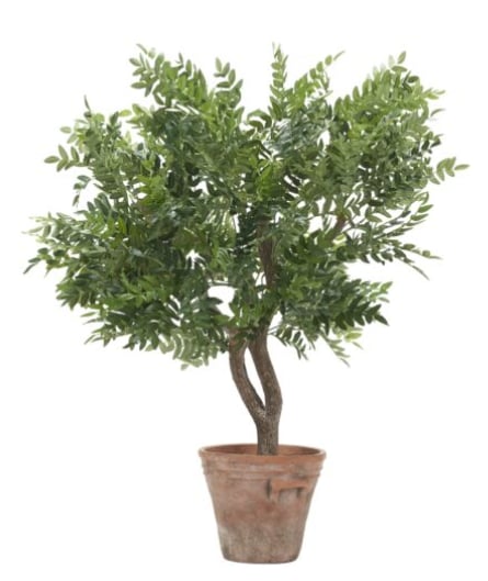 35″ Locust Tree in Terracotta Planter