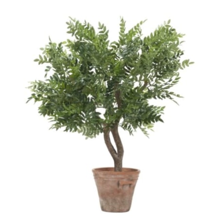 35″ Locust Tree in Terracotta Planter
