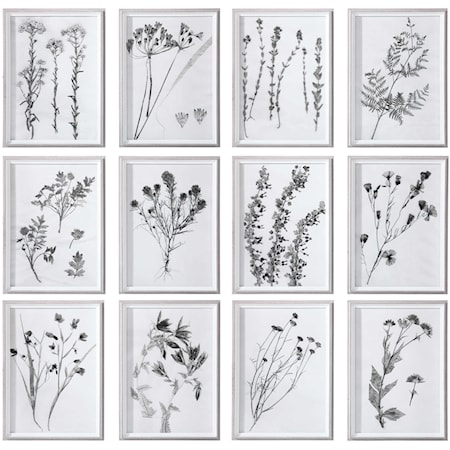 Contemporary Botanicals Framed Prints, S/12