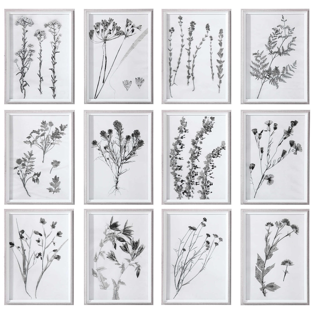Uttermost Framed Prints Contemporary Botanicals Framed Prints, S/12
