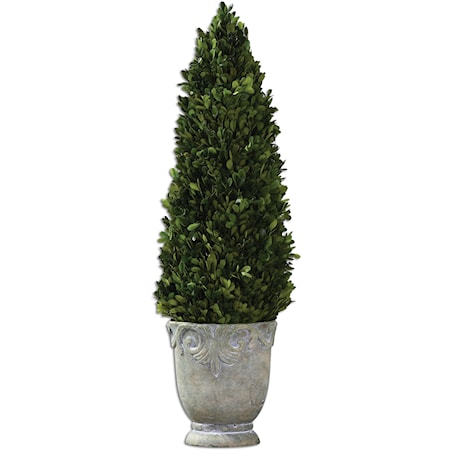 Boxwood Cone Topiary