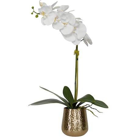 Cami Orchid With Brass Pot
