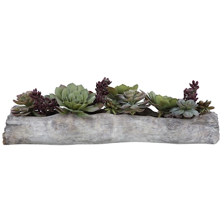 Charita Lush Succulents