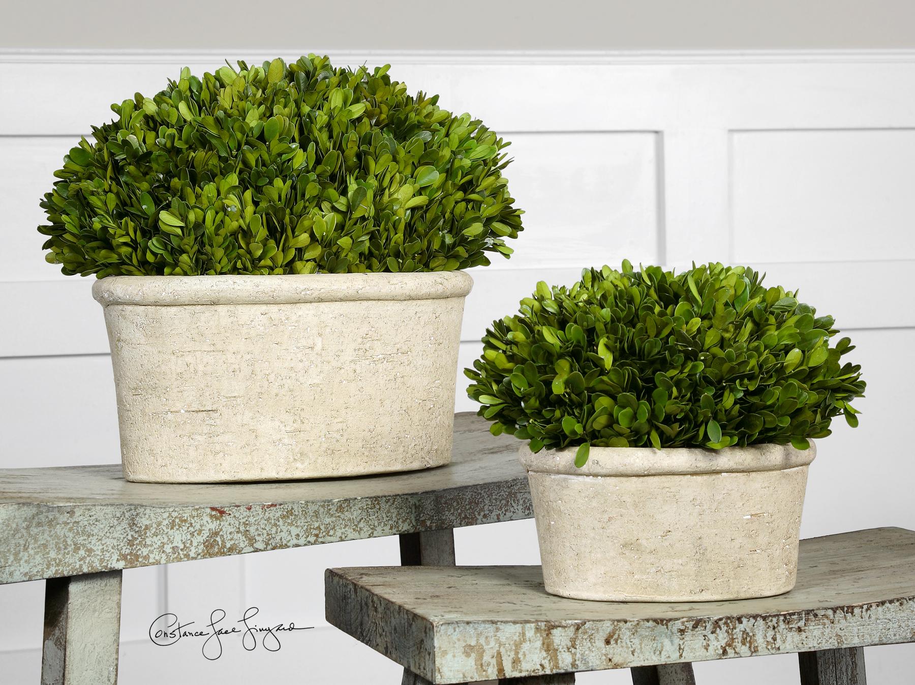 Uttermost Botanicals Preserved Boxwood Oval Domes Set of 2