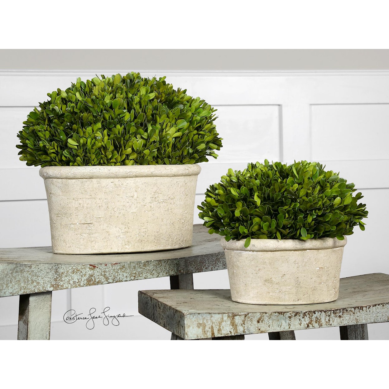 Uttermost Botanicals Preserved Boxwood Oval Domes Set of 2