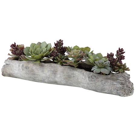 Charita Lush Succulents