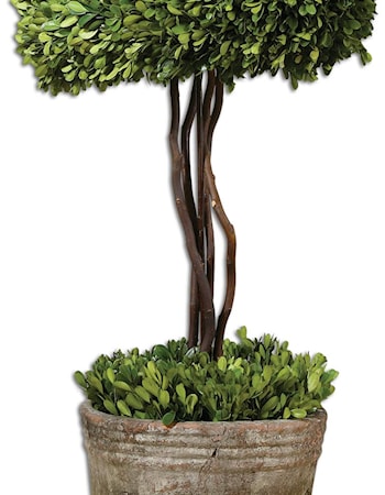 Preserved Boxwood Tree Topiary