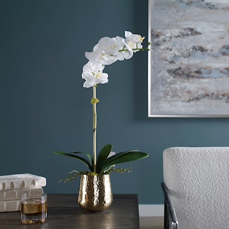 Cami Orchid With Brass Pot