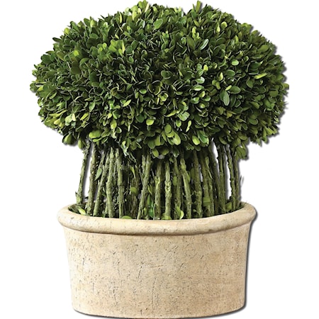 Preserved Boxwood Willow Topiary