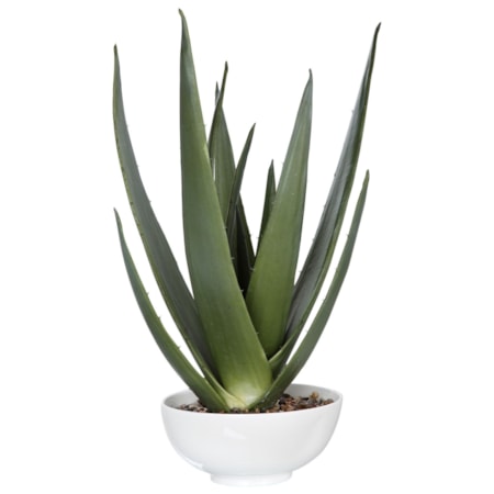 Evarado Aloe Planter