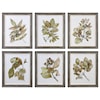 Uttermost Framed Prints Seedlings Framed Prints (Set of 6)