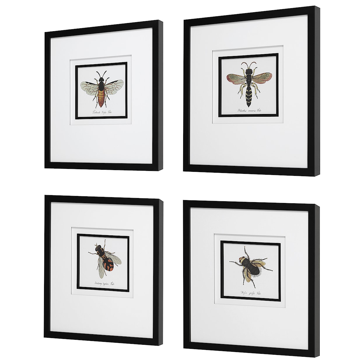 Uttermost Anthophila Anthophila Framed Prints S/4