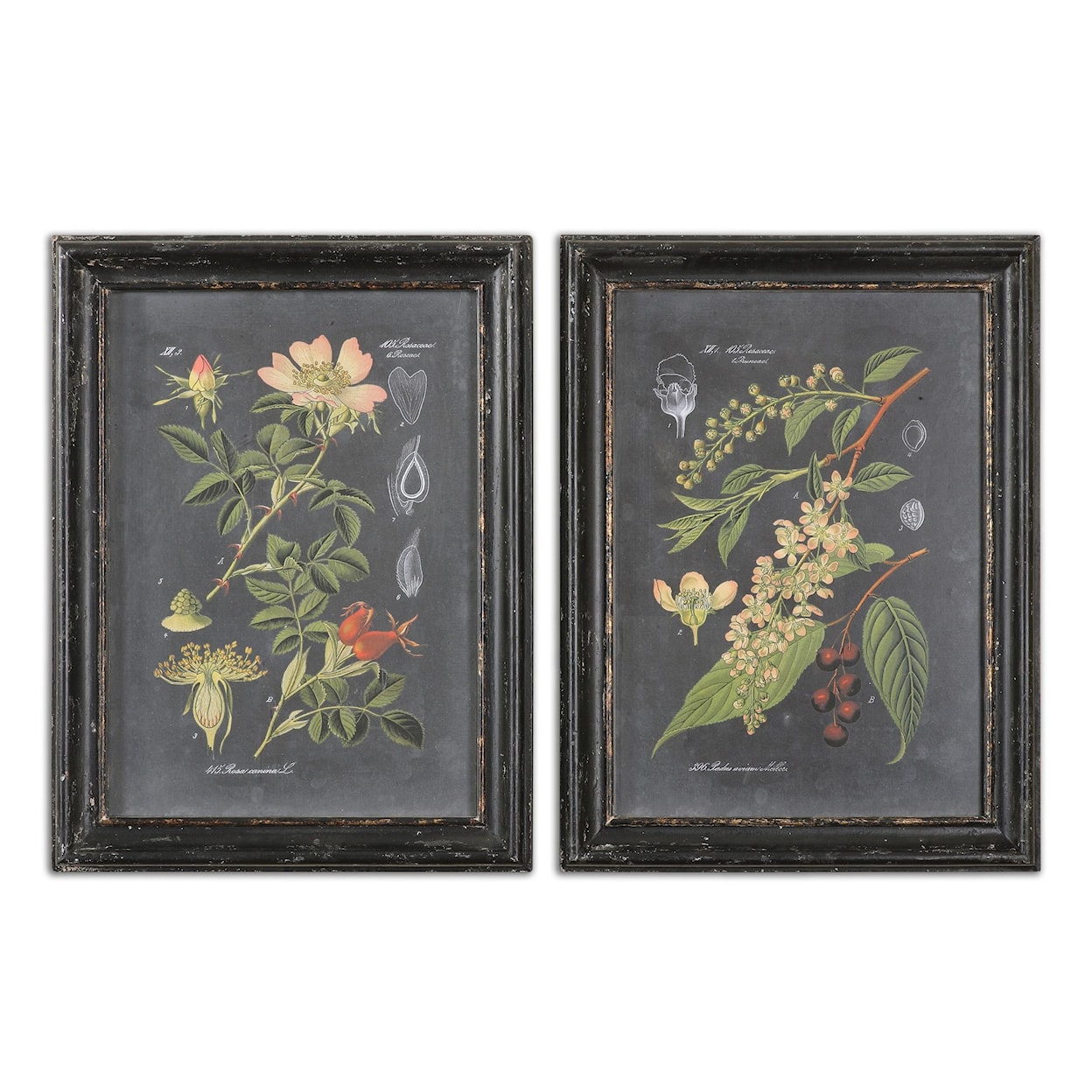 Uttermost Framed Prints Midnight Botanicals Framed Prints, Set of 2