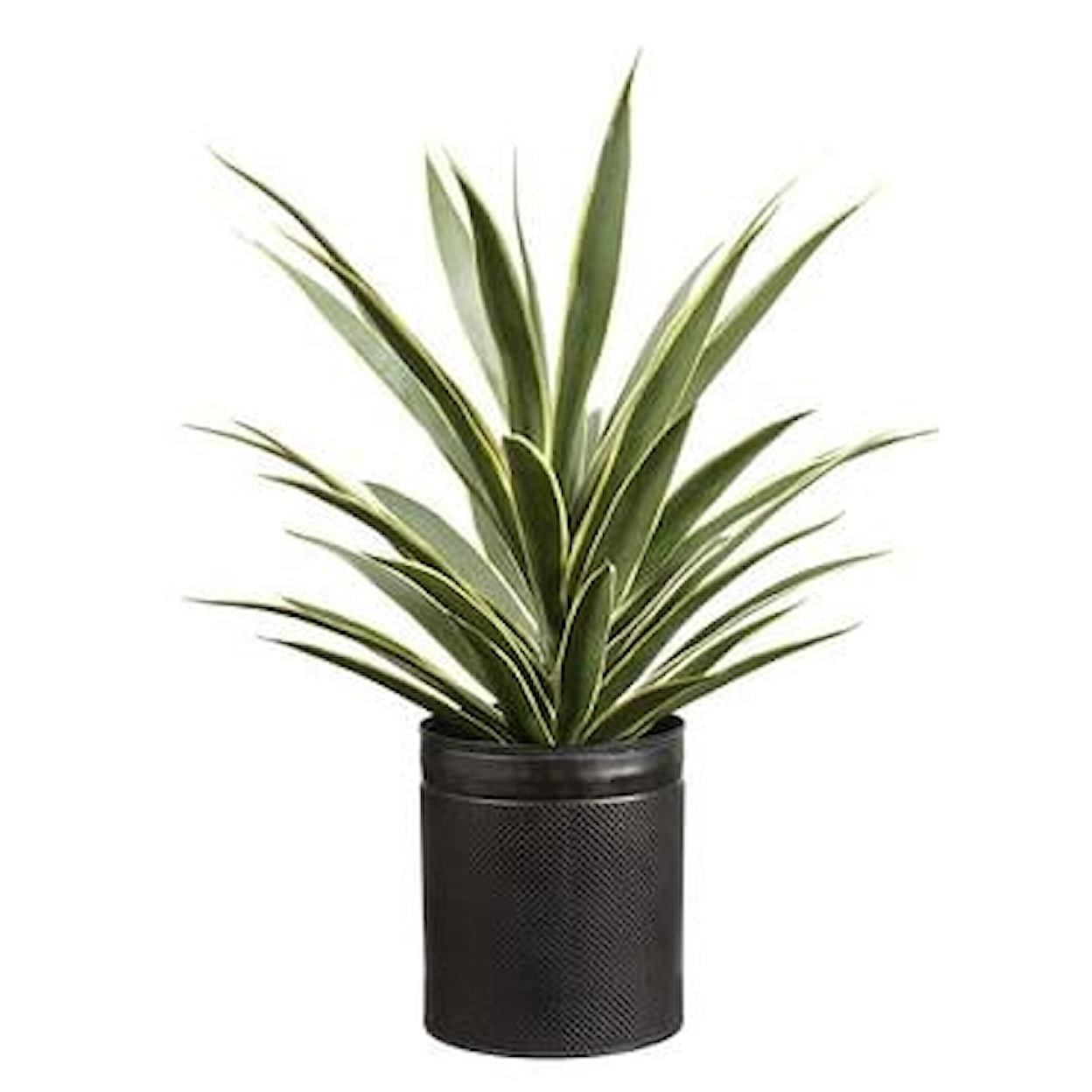 Allstate Floral Parade 29" YUCCA PLANT IN POT