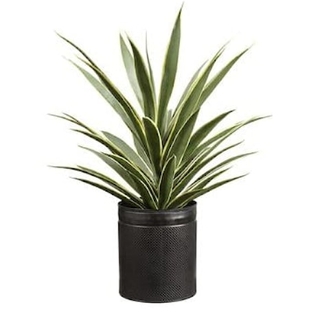 29" YUCCA PLANT IN POT