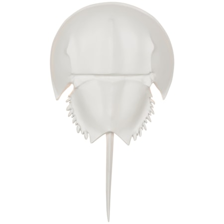 Horseshoe Crab Sconce - White