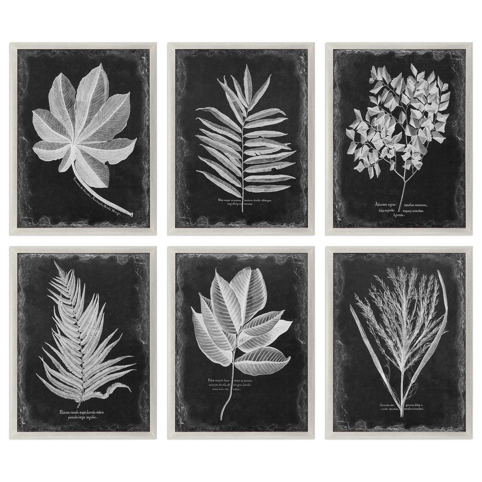 Uttermost Framed Prints Foliage Framed Prints, Set of 6