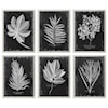 Uttermost Framed Prints Foliage Framed Prints, Set of 6