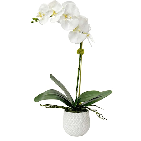 Cami White Orchid