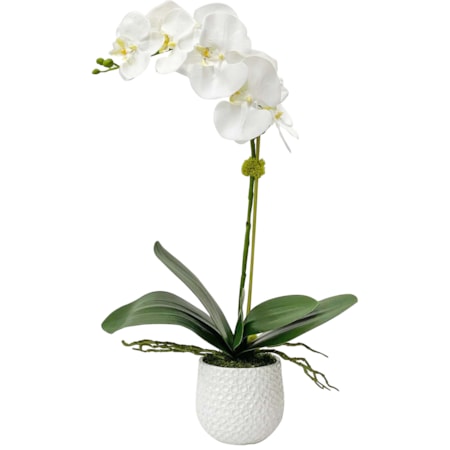 Cami White Orchid
