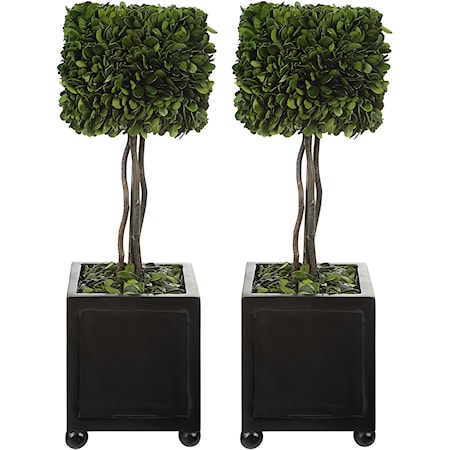 Preserved Boxwood Square Topiaries S/2