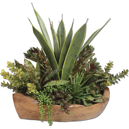 Salar Succulents In Teak Bowl