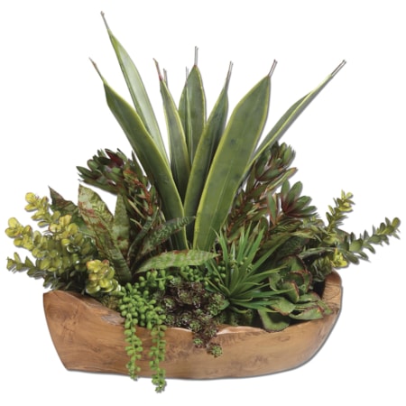Salar Succulents In Teak Bowl