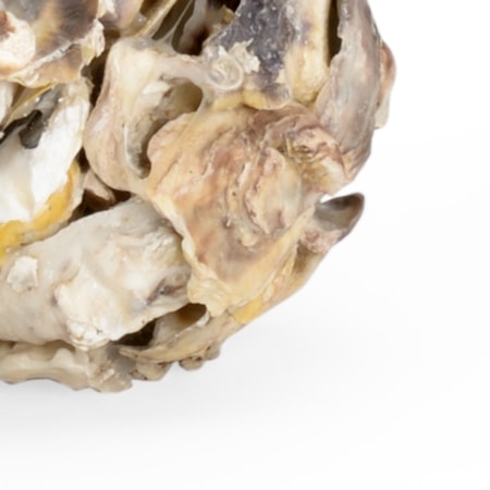 Oyster Shell Candleholder (Pr)