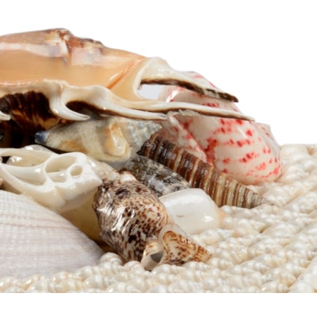 White Shell Boxes (S2)